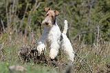 FOX TERRIER 371